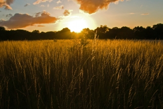 Sunset over meadow