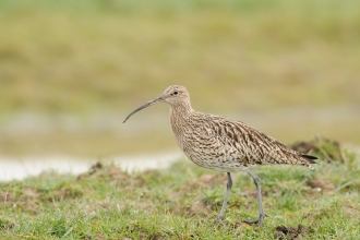 Curlew stood on grassland