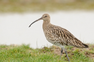 Curlew stood on grassy bank with water in background