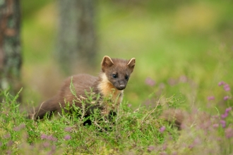 Pine marten in a woodland