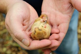 Sleeping dormouse held in cupped hands