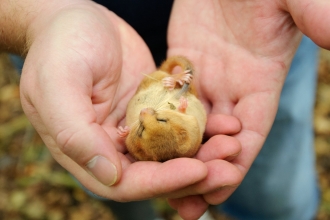 Dormouse in hands