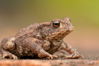 Close up of a toad on a road