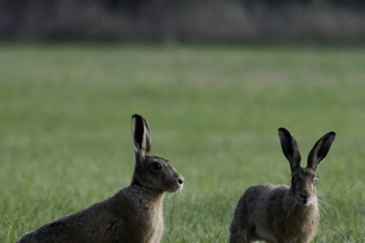 Two hares stood alert in a grassy field