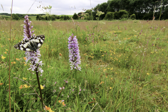 Wildflower meadow (c) Tom Marshall