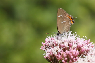 White-letter hairstreak butterfly