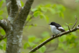 Pied flycatcher perched on a branch