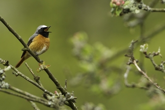 Small bird with reddish breast and grey head and back sat on a twig with beak open