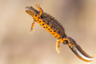 Great crested newt swimming though clear water