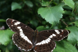 Dark brown butterfly with white line running across wings on dark green leaves