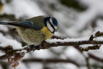 Blue tit sat on a snowy branch