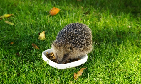 Hedgehog eating from dish