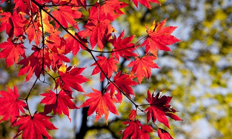 Maple leaves in Autumn