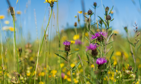 Close of of grasses, yellow and purple flowers in meadow sward