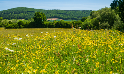 Wildflower meadow of yellow and white flowers with tall hedgerow in background and hills beyond