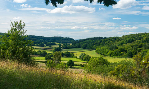 View across landscape with long grass in foreground to fields and woodland beyond
