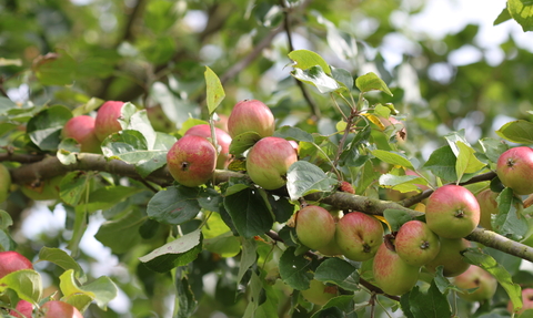 Red and green apples growing on a branch