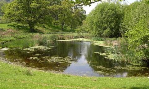 View of pond with grassy bank in foreground and trees behind