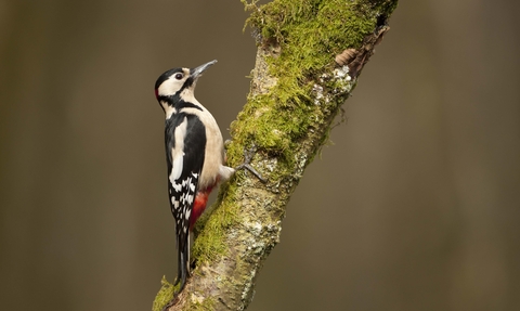 Great spotted woodpecker