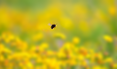 Bumblebee