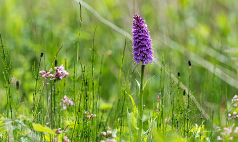 Ail Meadow Southern Marsh Orchid (c) Paul Lloyd