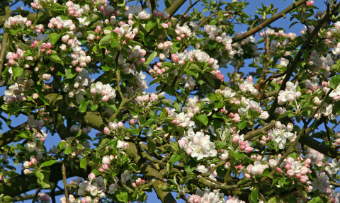 Blossom on apple tree