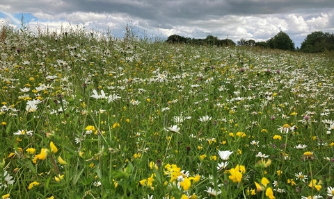 Meadow full of yellow and white flowers