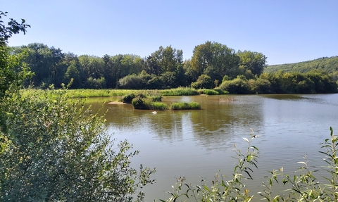 View across lake bordered by vegetation