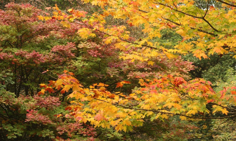 Early Autumn Tree Trail