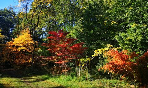 Young Japanese acers in the Autumn Garden displaying vibrant reds, oranges and yellows in full sunshine, against a backdrop of mature green trees and blue sky.