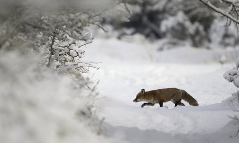 Red Fox (Vulpes vulpes) Vixen in the Snow during winter