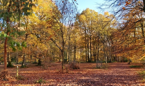 View of woodland in autumn