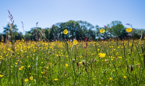 View through wildflower meadow with blue sky above