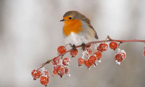 Membership and Adoption Gifts