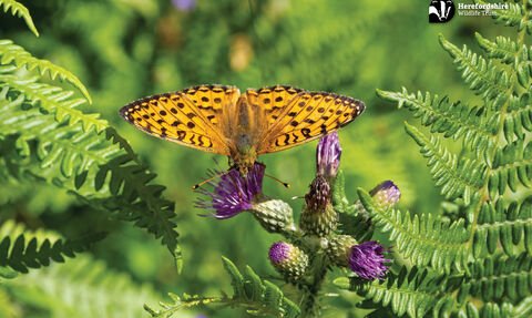 Black and orange patterned butterfly on a thistle head frames by bracken fronds