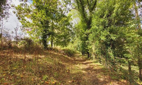 View through sunny woodland