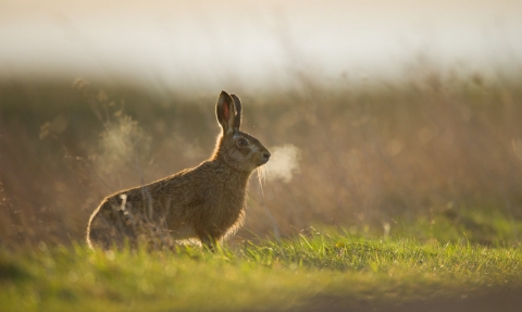 Brown Hare