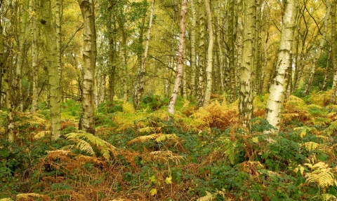 Birch woodland scene