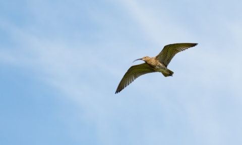 Curlew in fight against blue sky