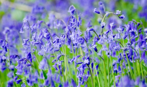 Close up photo of bluebells