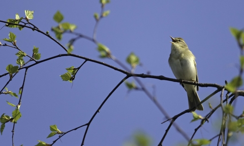 Pale grey bird singing from a branch against a blue sky