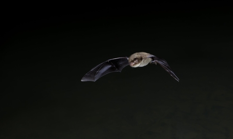 Bat with outstretched wings, flying, against dark background