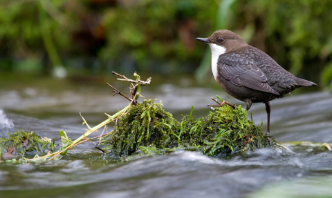 Dipper