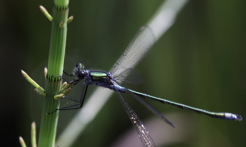 Emerald damselfly