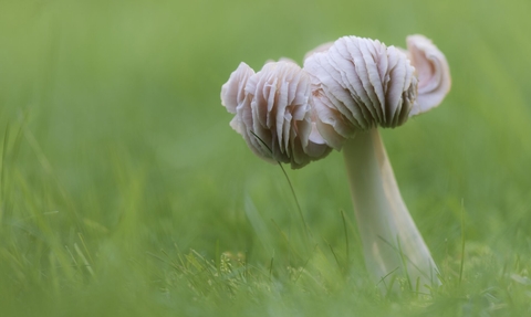 Pink Waxcap 