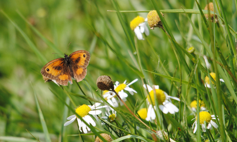 Gatekeeper butterfly