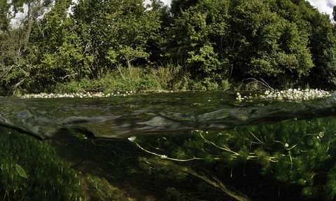 Split level view across river with plants visible below the water and trees on far bank