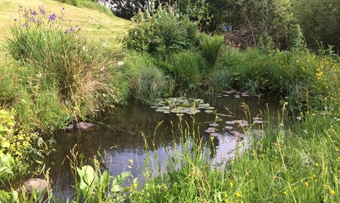 wildlife pond