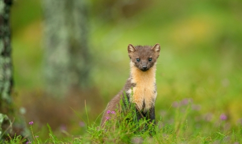 Pine marten in a woodland