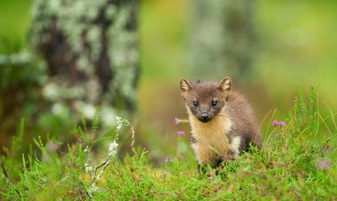 PIne marten in grass on woodland floor